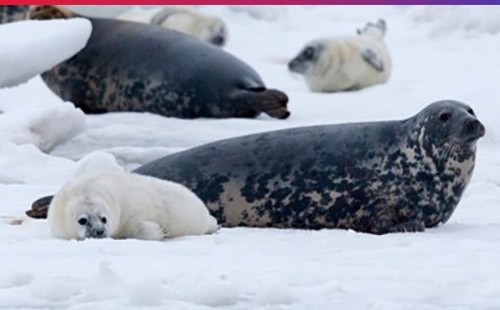 Avaruusteknologiaa voidaan hyödyntää mm. taistelussa ilmastonmuutosta vastaan. Ilmastonmuutos uhkaa sekä Saimaan että Itämeren norppia.