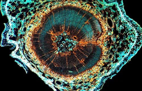 Abstract image of tree