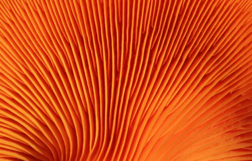 Databricks Accelerator Partner