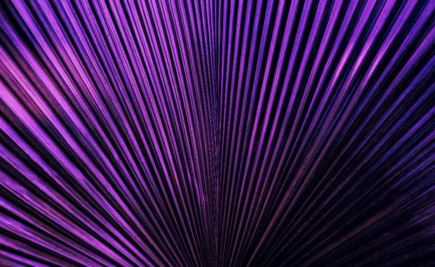 Close up of purple palm leaf