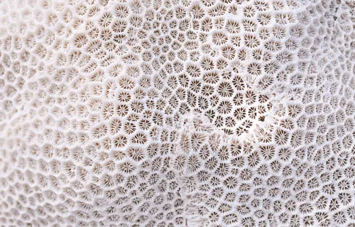 abstract of white coral 