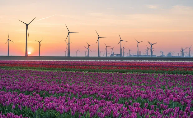View of wind turbines in a field of flowers with sunset in the background